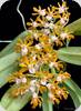 Gastrochilus rutilans